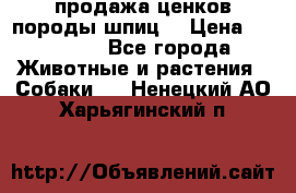 продажа ценков породы шпиц  › Цена ­ 35 000 - Все города Животные и растения » Собаки   . Ненецкий АО,Харьягинский п.